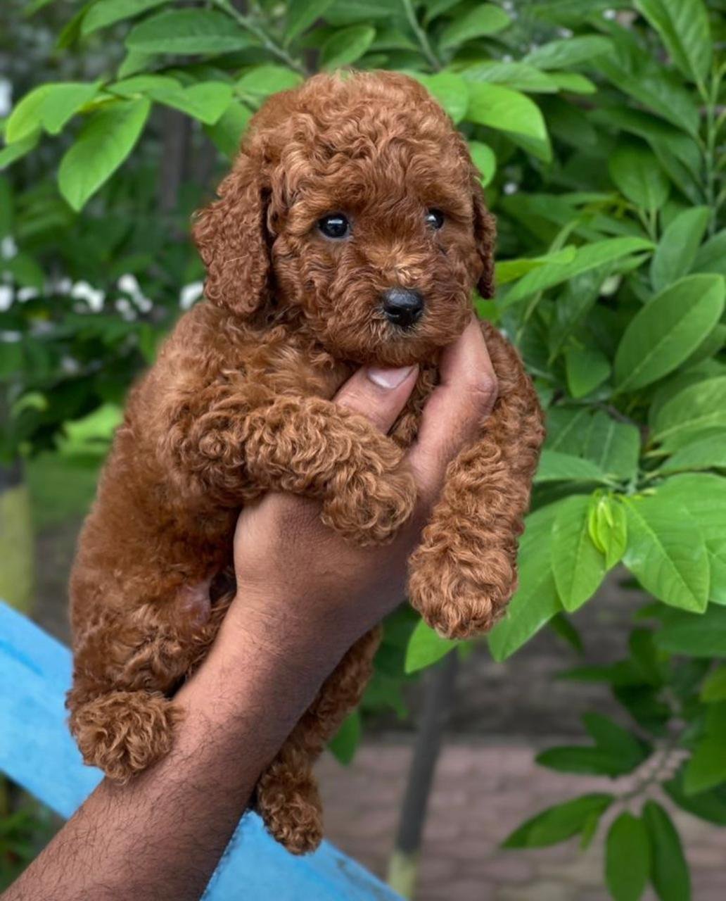 Order Female Poodle Puppy from Vizag